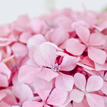 Hortensia  'Candybelle'® Bubblegum - Hydrangea Arborescens 'Candybelle'® Bubblegum
