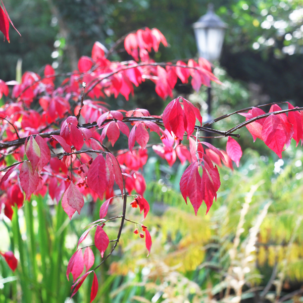 Fusain ailé - Euonymus alatus