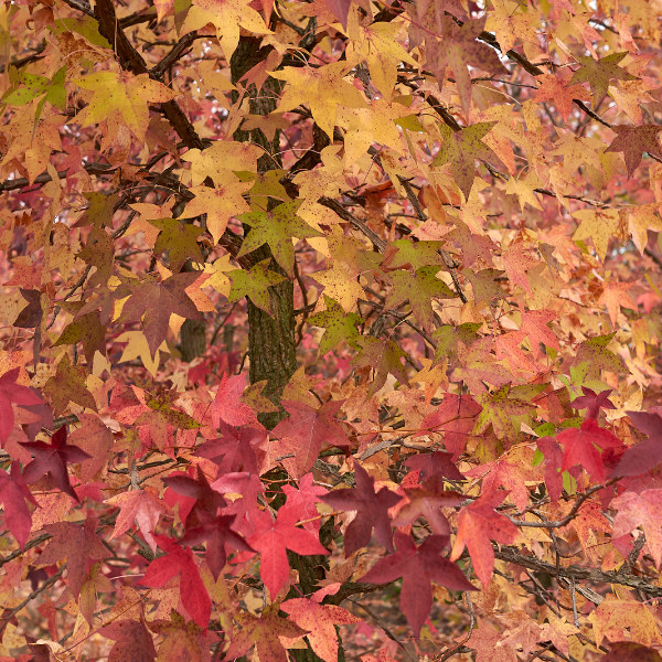 Copalme d'Amérique 'Worplesdon' - Liquidambar styraciflua 'Worplesdon'
