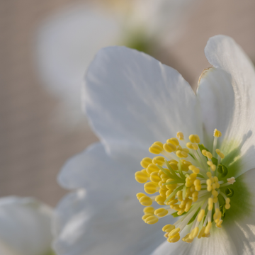 Rose de Noël 'Christmas Carol' - Helleborus niger 'Christmas Carol'