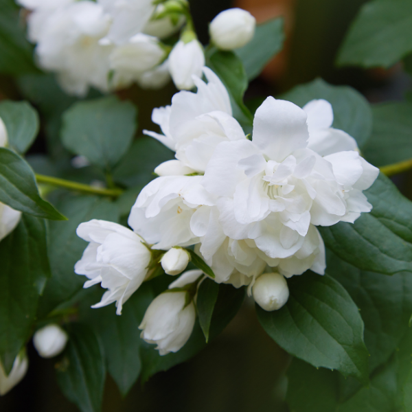Seringat 'Schneesturm'- Philadelphus 'Schneesturm'