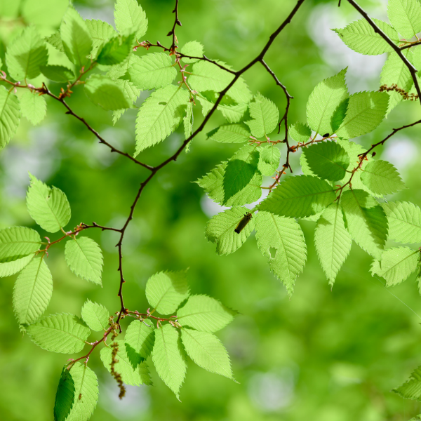 Orme de Sibérie - Zelkova serrata