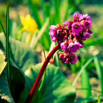 Bergénia 'Abendglut' - Bergenia 'Abendglut'