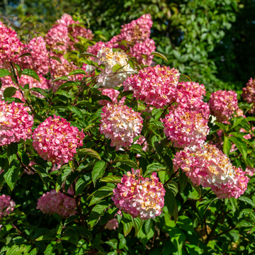 Hortensia paniculé 'Sundae Fraise'® - Hydrangea paniculata 'Sundae Fraise®'