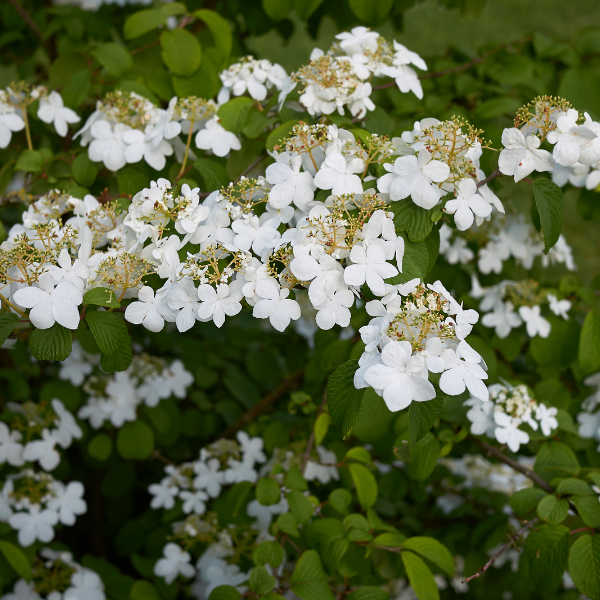 Viorne de Chine Kilimandjaro - Viburnum plicatum Kilimandjaro