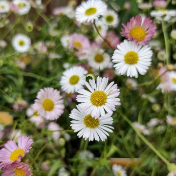 Erigeron de Karvinski blanc rose - Erigeron karvinskianus ‘Blütenmeer'