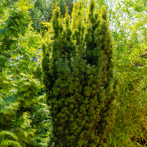 Taxus Baccata Fastigiata