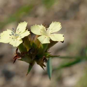 Œillet knappii - Dianthus knappii