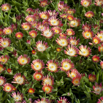 Pourpier 'Jewel Of Desert Ruby' - Delosperma Jewel Of Desert Ruby
