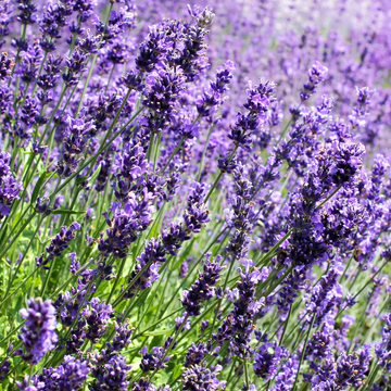 Lavande 'Grosso' - Lavandula intermedia 'Grosso'