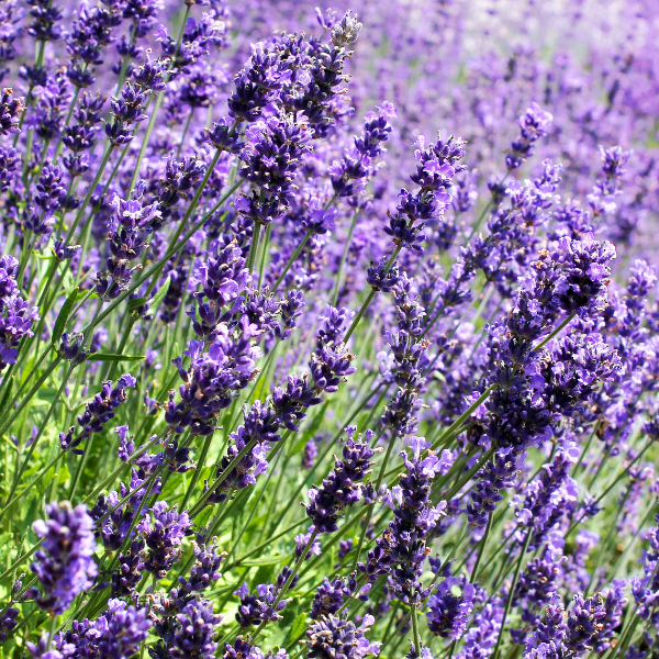 Lavande 'Grosso' - Lavandula intermedia 'Grosso'