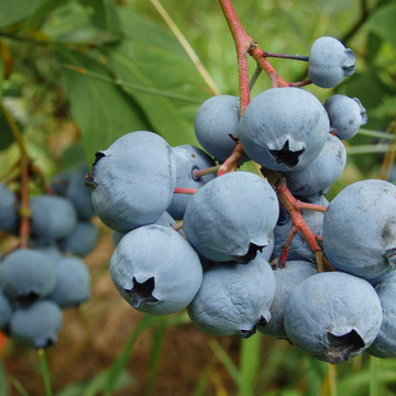 Myrtille d'Amérique 'Duke' - Vaccinium corymbosum 'Duke'