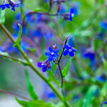 Buglosse d'Italie 'Dropmore' - Anchusa azurea 'Dropmore'