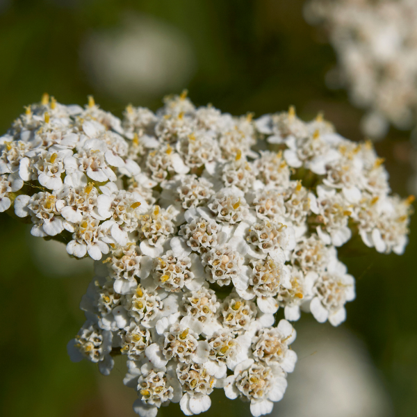 Achillée Millefeuille 'Summer Pastels' - Achillea Millefolium 'Summer Pastels'