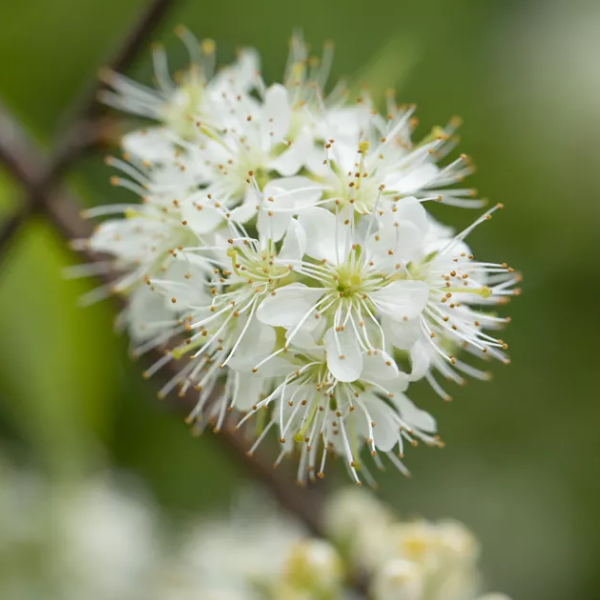 Cerisier de mandchourie 'Amber Beauty' - Prunus maackii 'Amber Beauty'