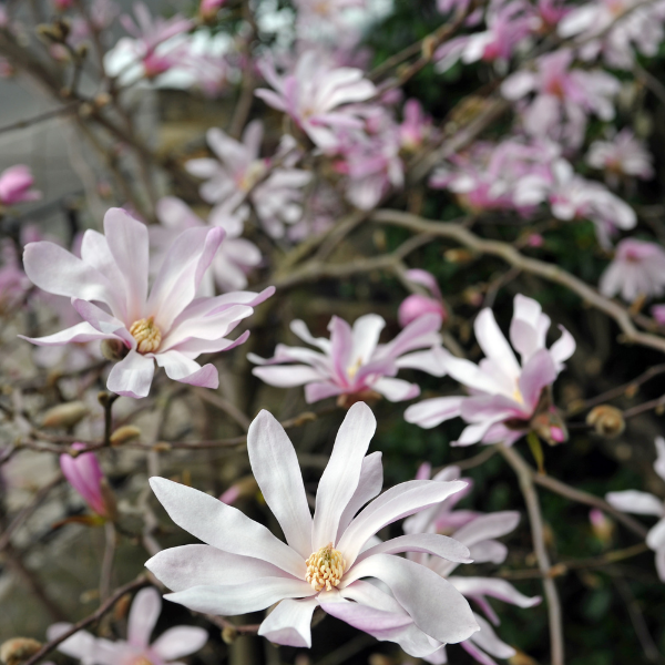 Magnolia étoilé 'Rosea' - Magnolia stellata 'Rosea'