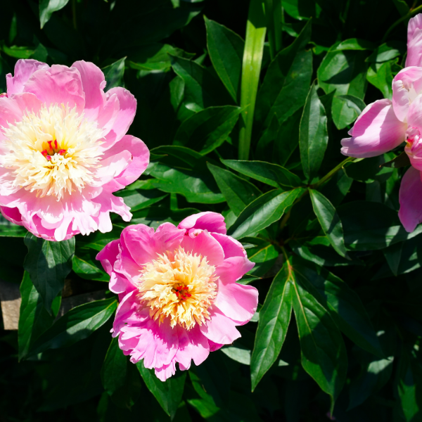 Pivoine de Chine 'Bowl of Beauty' - Paeonia lactiflora 'Bowl of Beauty'