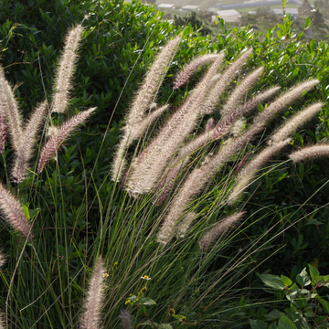 Herbe aux écouvillons 'Fairy Tails' - Pennisetum 'Fairy Tails'