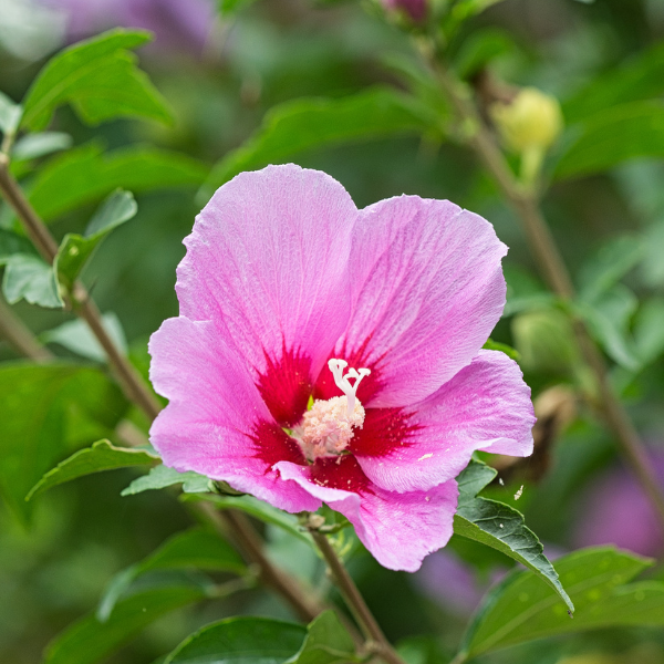 Hibiscus syriacus Pink Giant® 'Flogi'