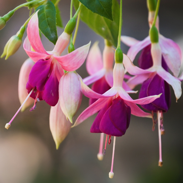Fuchsia 'Paula Jane' - Fuchsia Hybrida 'Paula Jane'