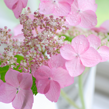Hortensia 'Messelina' - Hydrangea 'Messelina'