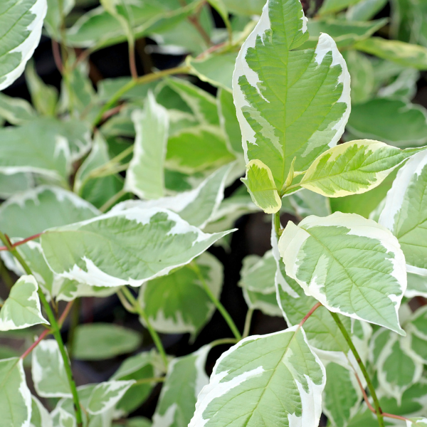 Cornouiller blanc 'Argenteovariegata' - Cornus alba 'Argenteovariegata'