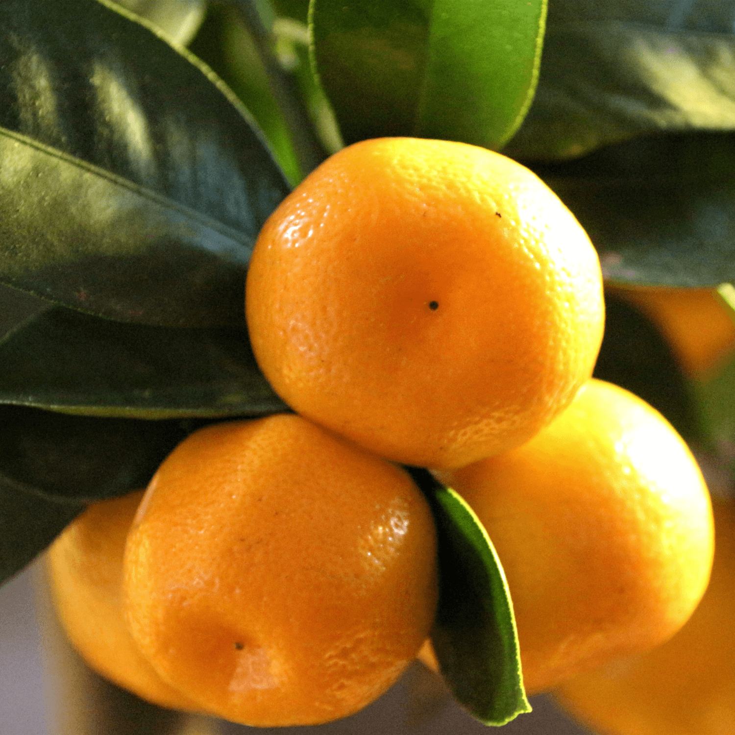 Oranger d'appartement - Calamondin Citrus mitis - FLEURANDIE