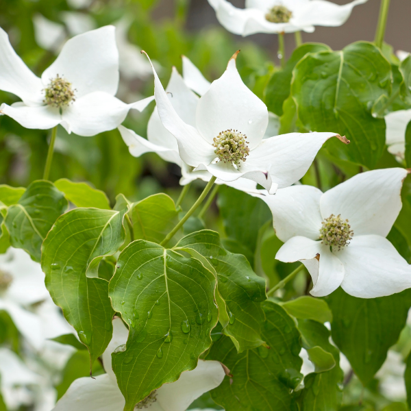 Cornus Kousa China Girl
