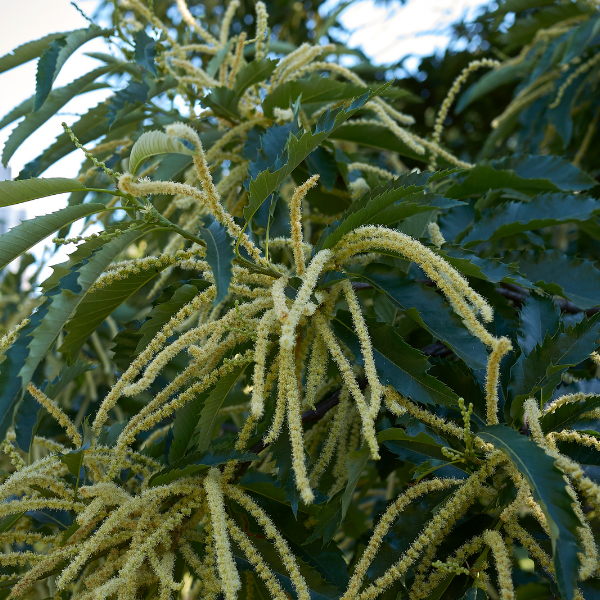 Châtaignier - Castanea sativa