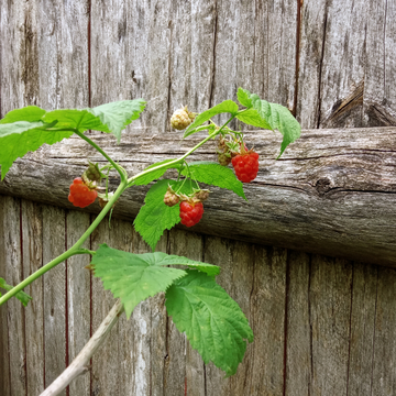 Framboisier Willamette - Rubus idaeus Willamette
