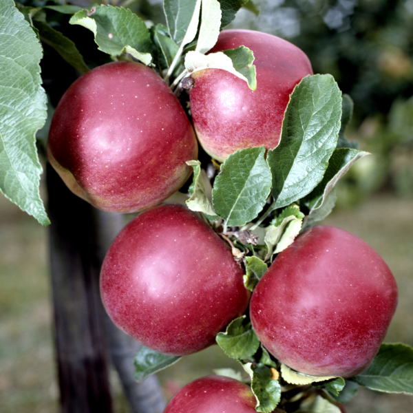 Pommier 'Starking Delicious'