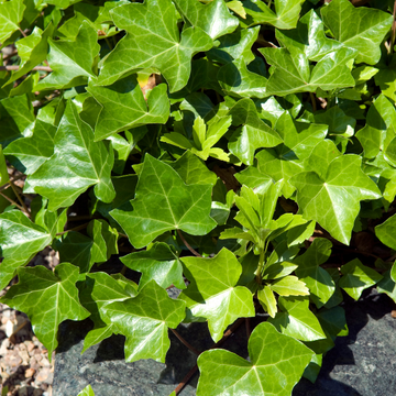 Hedera Helix Hybernica