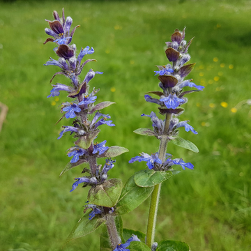 Bugle 'Princess Nadia' - Ajuga reptans 'Princess Nadia'