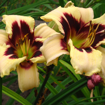Hemerocallis Moonlit Masquerade