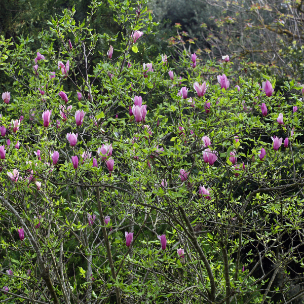 Magnolia à fleurs de lis 'Nigra' - Magnolia liliflora 'Nigra'