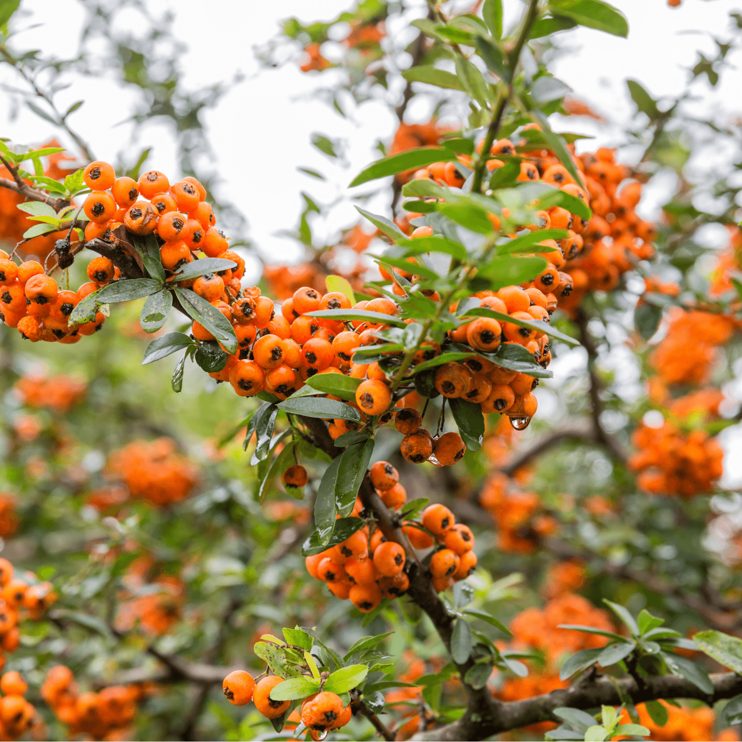 Buisson ardent 'Golden Charmer' - Pyracantha 'Golden Charmer' - FLEURANDIE