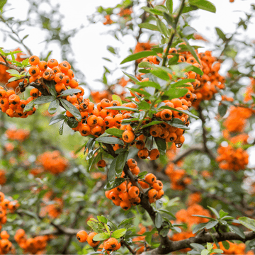 Buisson ardent 'Golden Charmer' - Pyracantha 'Golden Charmer'