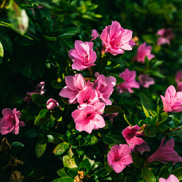 Azalea Japonica ‘Toreador’ - Azaléa Japonica ‘Toreador’