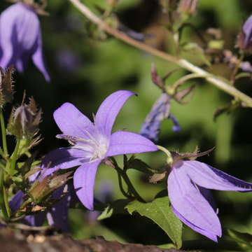 Campanule des murets bleue - Campanula poscharskyana 'blue'