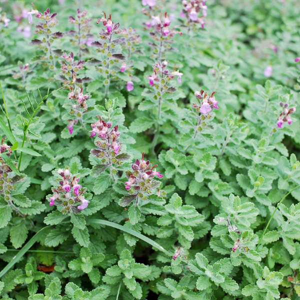 Teucrium Chamaedrys