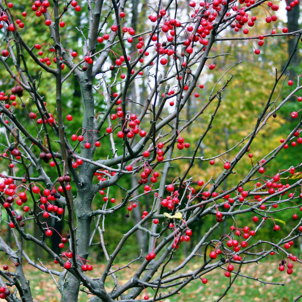 Houx verticillé femelle 'Maryland Beauty' -  Ilex verticillata 'Maryland Beauty'
