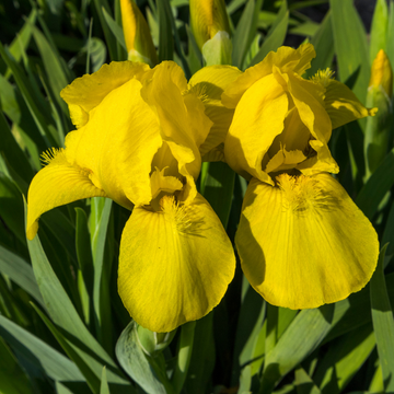 Iris des jardins 'Granada gold' - Iris germanica 'Granada gold'