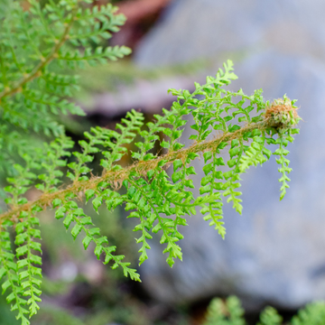 Aspidie à cils raides 'Proliferum' - Polystichum setiferum 'Proliferum'