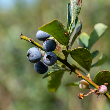 Myrtille d'Amérique 'Darrow' - Vaccinium corymbosum 'Darrow'