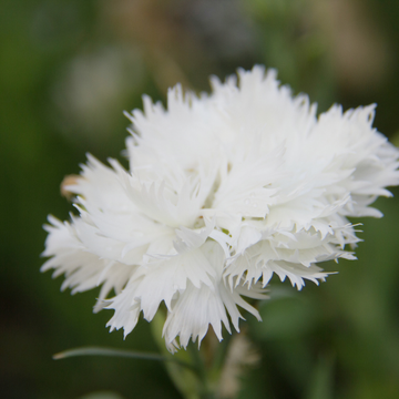 Œillet 'Scent First Memories' - Dianthus Plumarius 'Scent First Memories'