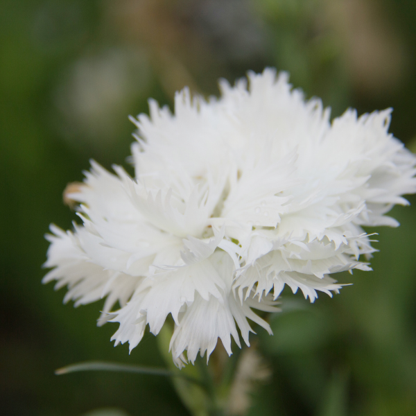 Œillet 'Scent First Memories' - Dianthus Plumarius 'Scent First Memories'