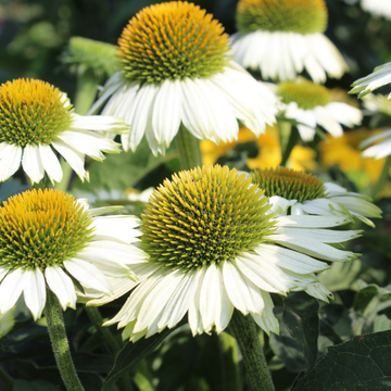 Rudbeckia pourpre 'Pow Wow Blanc ' Echinacea purpurea 'Pow Wow White '