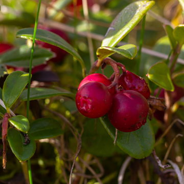 Vaccinium macroc. 'Pilgrim'
