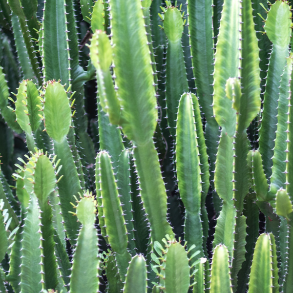 Cactus Euphorbia - Euphorbia Inges