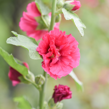 Rose trémière 'Pleniflora - rouge' - Alcea rosea 'Pleniflora - rouge'
